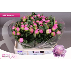 Paeonia Monsieur Jules Elie | Heavy Quality