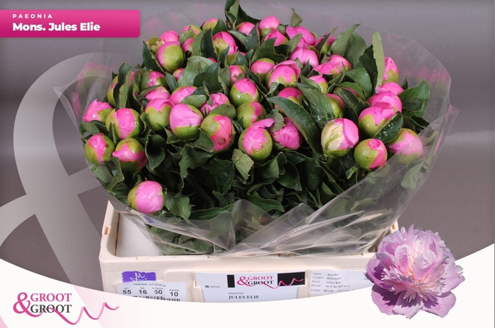 <h4>Paeonia Monsieur Jules Elie | Heavy Quality</h4>