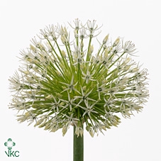Allium White Empress