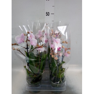 Phalaenopsis  'Cadi'