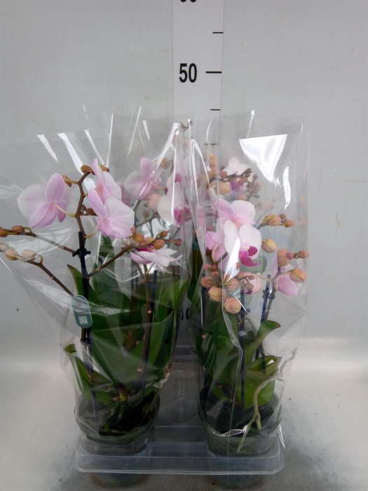 <h4>Phalaenopsis  'Cadi'</h4>