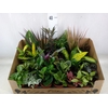 Planten Groen   ...mix 24