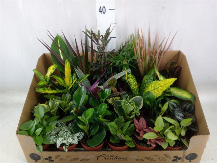 <h4>Planten Groen   ...mix 24</h4>