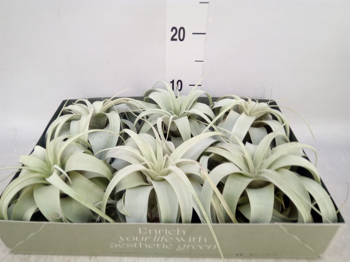 <h4>Tillandsia xerographica</h4>