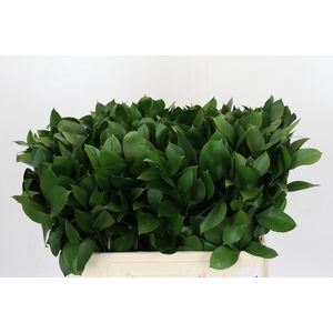 Ruscus Hypophyllum