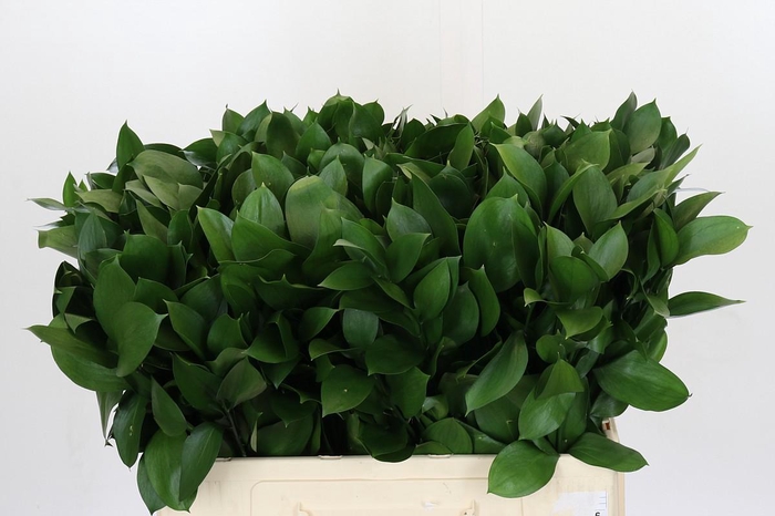 <h4>Ruscus Hypophyllum</h4>