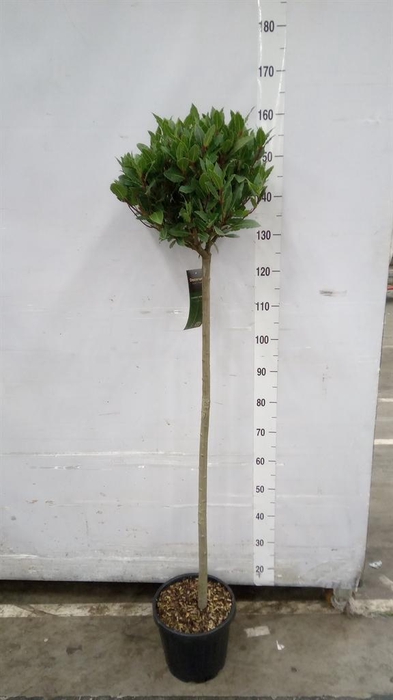 <h4>Laurus nobilis</h4>