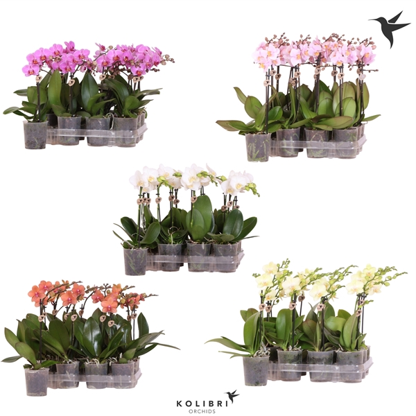 <h4>Kolibri Orchids Phalaenopsis Diverse 1 spike</h4>