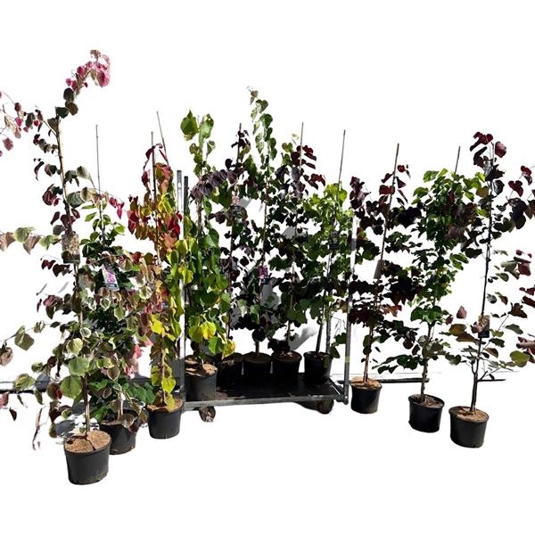 <h4>Cercis mix 175-200 cm geveerd</h4>