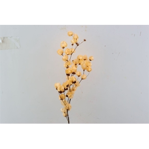 Dried Bougainvillea X5 55cm Salmon Bunch