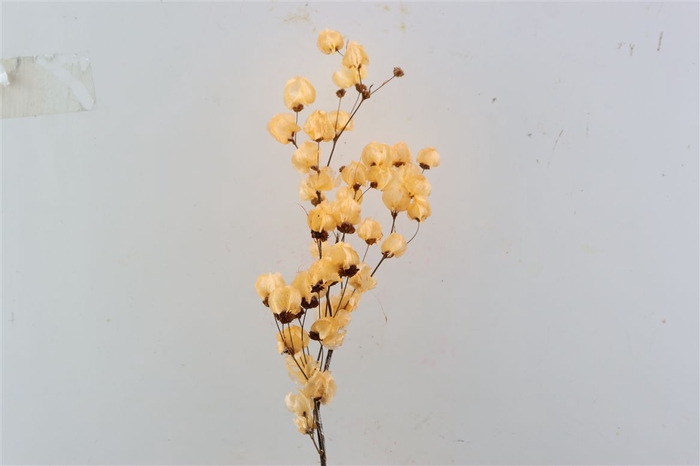 Dried Bougainvillea X5 55cm Salmon Bunch