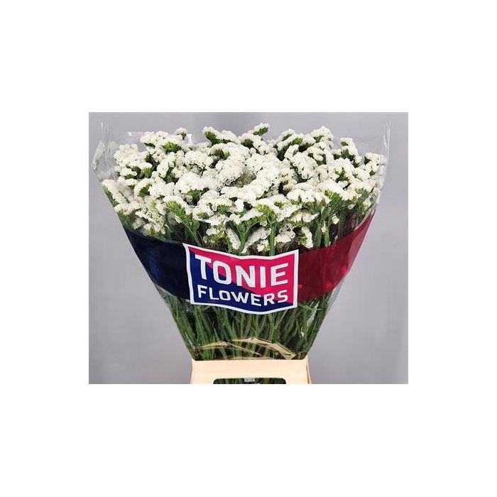 <h4>Lim S Frost Wings</h4>