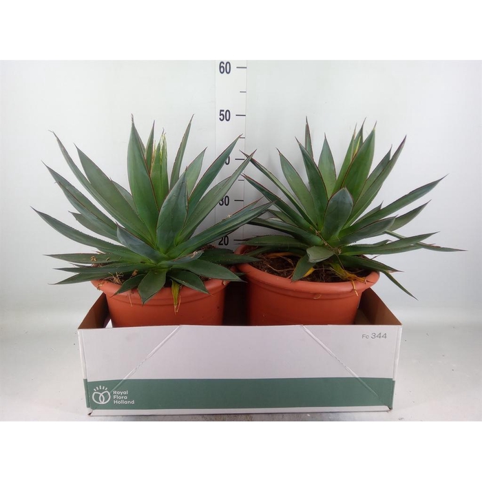 <h4>Agave  'Shaka Zulu'</h4>