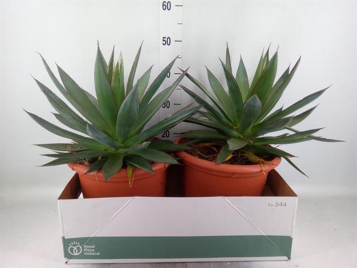 Agave  'Shaka Zulu'