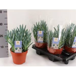 Curio Tali Mount Everest 15Ø 30cm