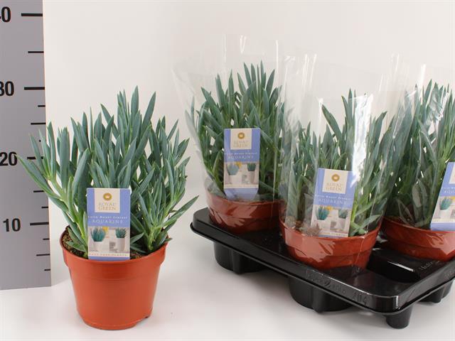 Curio Tali Mount Everest 15Ø 30cm