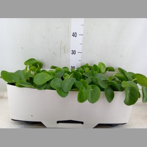 Pilea peperomoides