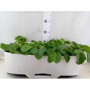 Pilea peperomoides