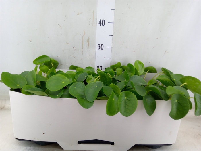 <h4>Pilea peperomoides</h4>