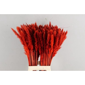 Df Pampas Silvy Red