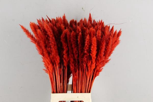 <h4>Df Pampas Silvy Red</h4>