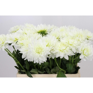 Dahlia Karma M. Zwaan