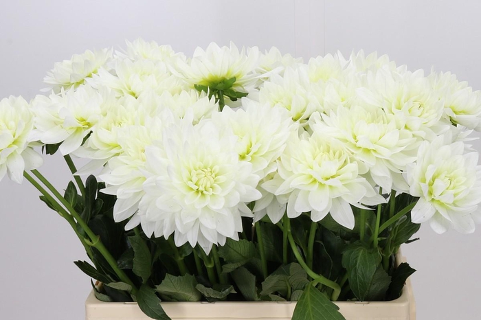 <h4>Dahlia Karma M. Zwaan</h4>