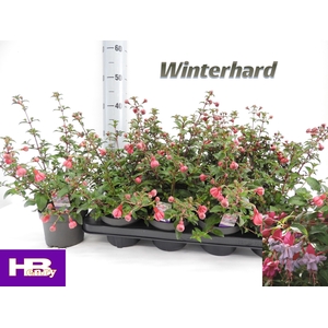FUCHSIA HEIDI ANN