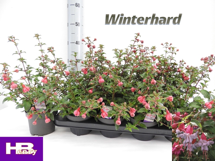 <h4>FUCHSIA HEIDI ANN</h4>