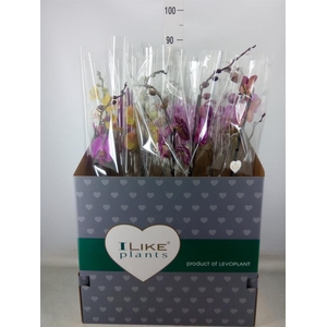 Phalaenopsis   ...mix