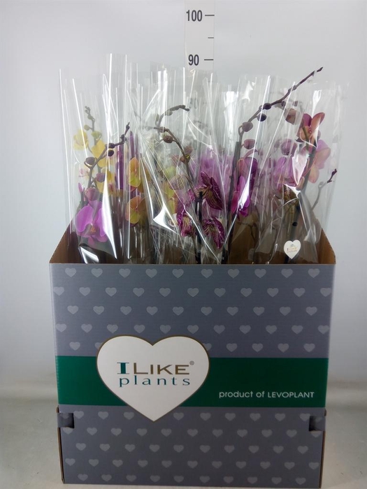 <h4>Phalaenopsis   ...mix</h4>