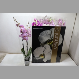 Phal Gem 8 Kl
