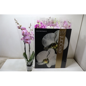 Phal Gem 8 Kl