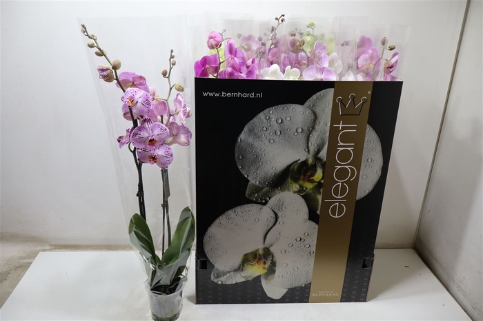 <h4>Phal Gem 8 Kl</h4>