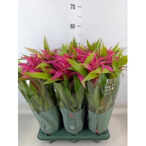 Guzmania  'Deseo Pink'