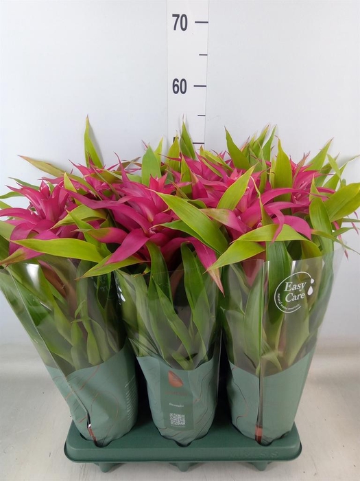 <h4>Guzmania  'Deseo Pink'</h4>