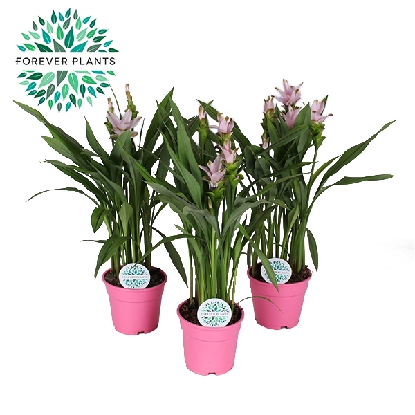 <h4>Curcuma Siam Sweet p17</h4>