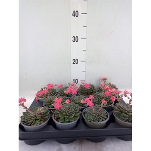 Graptopetalum tacitus