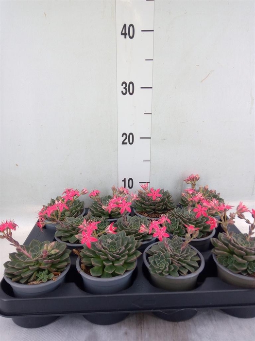 <h4>Graptopetalum tacitus</h4>