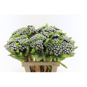 Kaaps Brunia Albiflora Xl