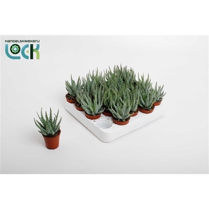 Aloe Humulis
