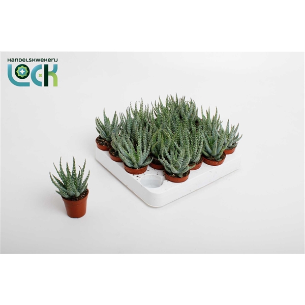 <h4>Aloe Humulis</h4>