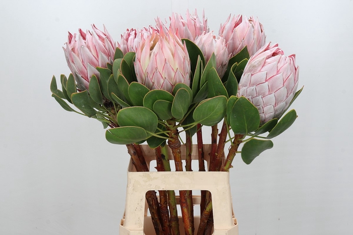 <h4>Protea Cynaroides</h4>