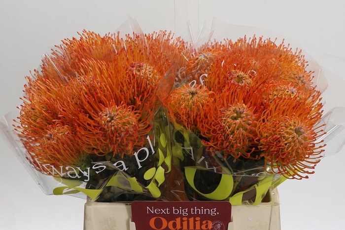 <h4>Nutans Ayoba Sun</h4>