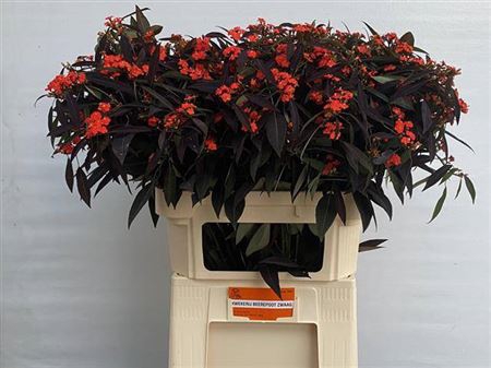 <h4>Euphorbia F T Ruby Red</h4>