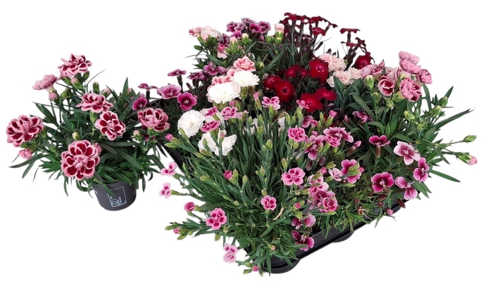 Dianthus gemengd