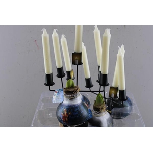 Bloembol Hippea Wax Santa-man