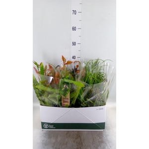 Rhipsalis   ...mix