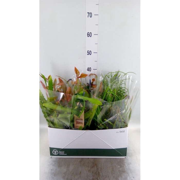 <h4>Rhipsalis   ...mix</h4>
