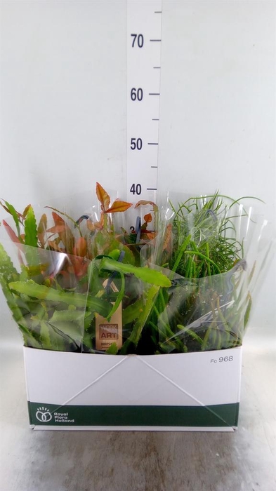 Rhipsalis   ...mix